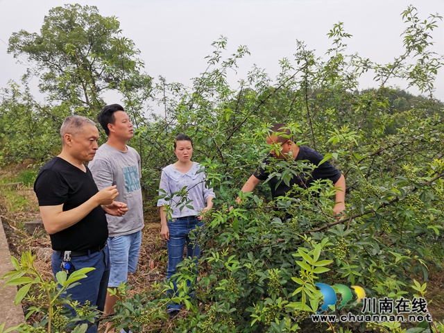 脱贫攻坚 泸县玄滩镇龙凤村飞来“金凤凰”(图3)