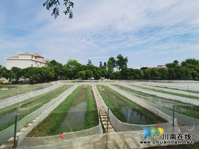 泸县玄滩镇涂场村：驻村帮扶，他让贫困村变为乡村振兴示范村(图7)