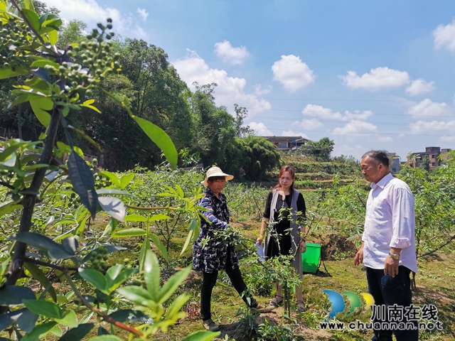 泸县玄滩镇新屋村：驻村三年 外来人姜慧变成”新屋女儿“(图2)