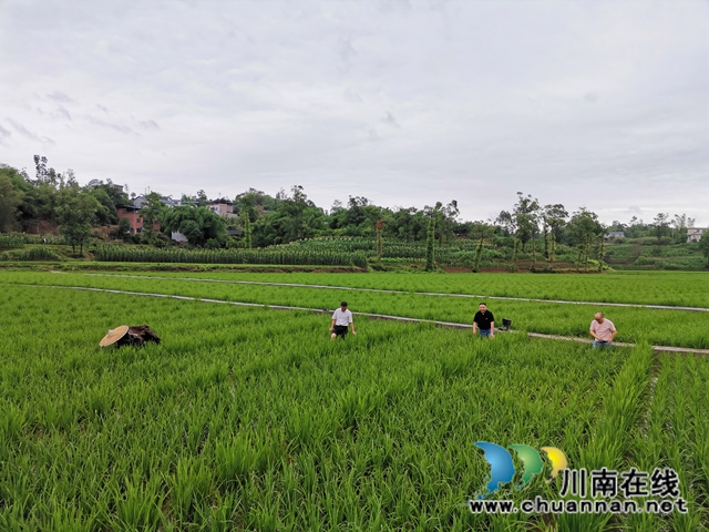 泸县太伏镇：驻村工作队成为沙河村“泥腿子”脱贫领路人