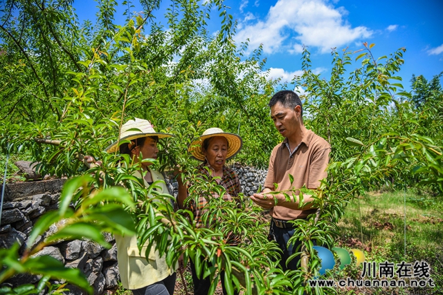 古蔺县白泥乡：农技人员走进田间，手把手传授“脱贫技能”(图2)