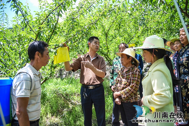 古蔺县白泥乡：农技人员走进田间，手把手传授“脱贫技能”(图4)