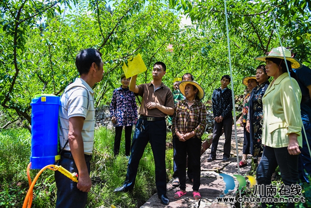 古蔺县白泥乡：农技人员走进田间，手把手传授“脱贫技能”(图3)