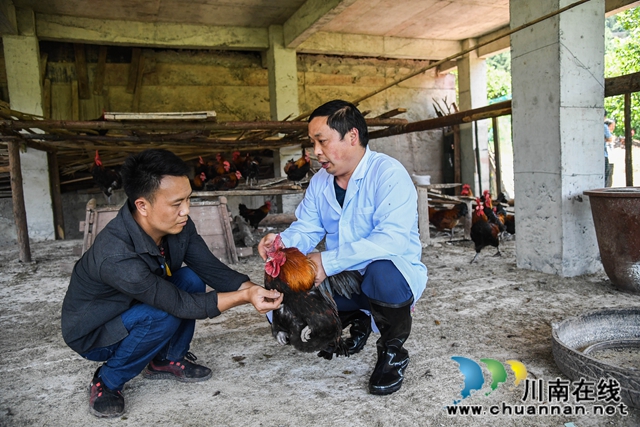 古蔺县白泥乡：农技人员走进田间，手把手传授“脱贫技能”(图7)