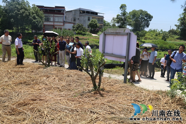 泸县召开2020年泸县晚熟柑橘技术培训会(图2)