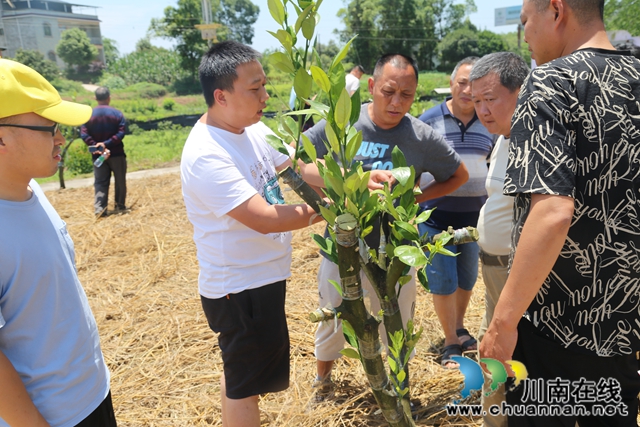 泸县召开2020年泸县晚熟柑橘技术培训会(图3)