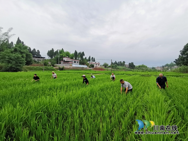 泸县太伏镇:玩抖音开网店种养新奇特 驻村工作队讲好伏龙村富农脱贫故事(图4) 泸县太伏镇:玩抖音开网店种养新奇特 驻村工作队讲好伏龙村富农脱贫故事(图4)