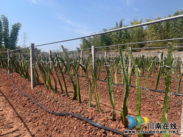 宜宾南溪区长兴镇庆林村：狠抓产业发展着力打造乡村振兴示范村