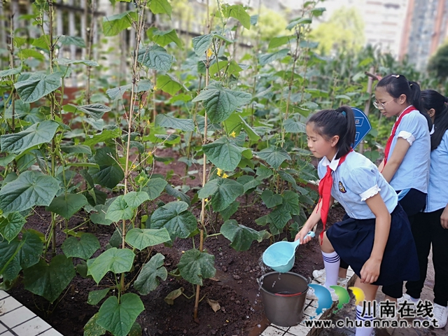 泸州十八中：“十八方塘”承包到户了，学生娃纷纷争当“农场主” (图4)