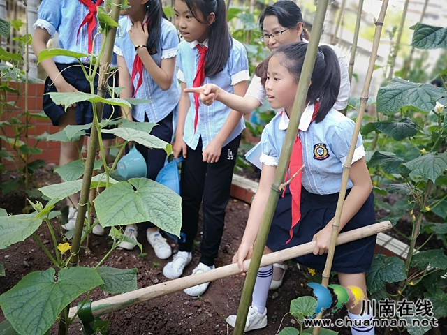 泸州十八中：“十八方塘”承包到户了，学生娃纷纷争当“农场主” (图6)