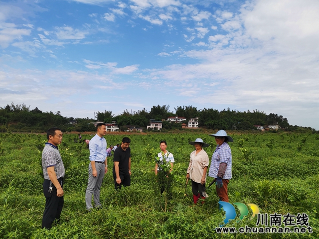 泸县海潮镇：驻村工作队找来脱贫路，村民当上产业工人圆了致富梦(图1)