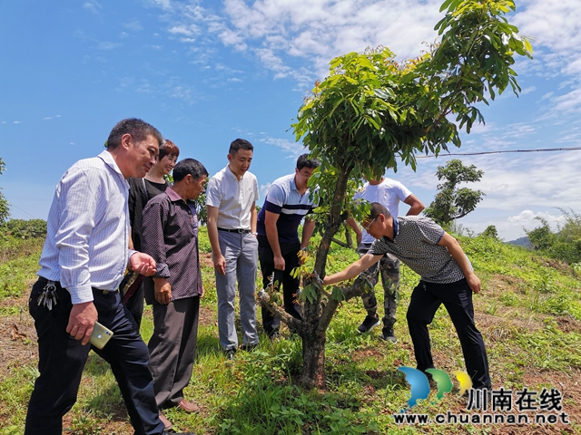 泸县海潮镇：驻村工作队找来脱贫路，村民当上产业工人圆了致富梦(图2)