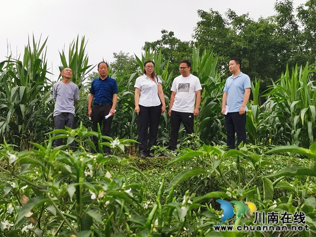 泸县太伏镇：驻村工作队添动力  脱贫产业落地开花(图4)