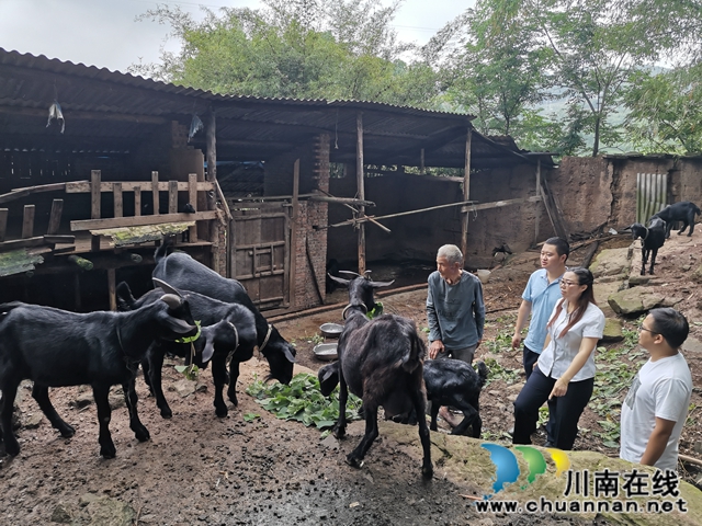 泸县太伏镇：驻村工作队添动力  脱贫产业落地开花