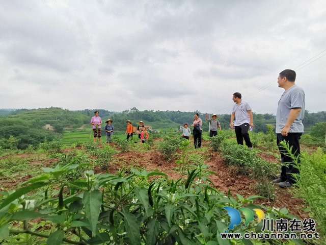 泸县太伏镇：驻村工作队添动力  脱贫产业落地开花(图5)