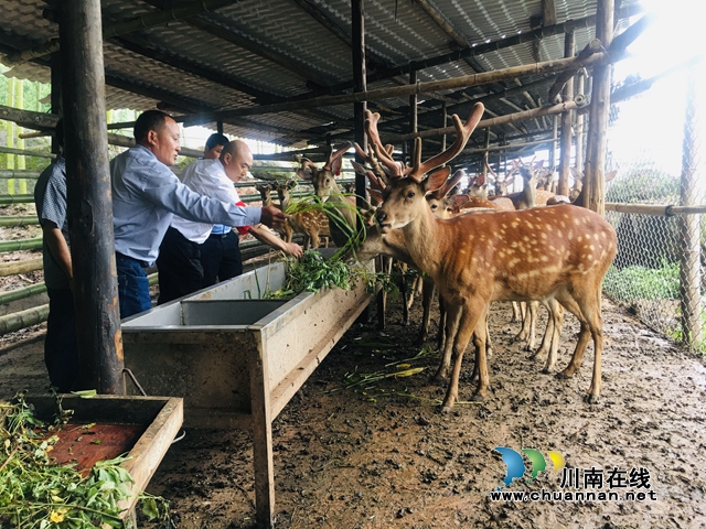 合江先滩镇：乡村振兴呼唤更多的带头人