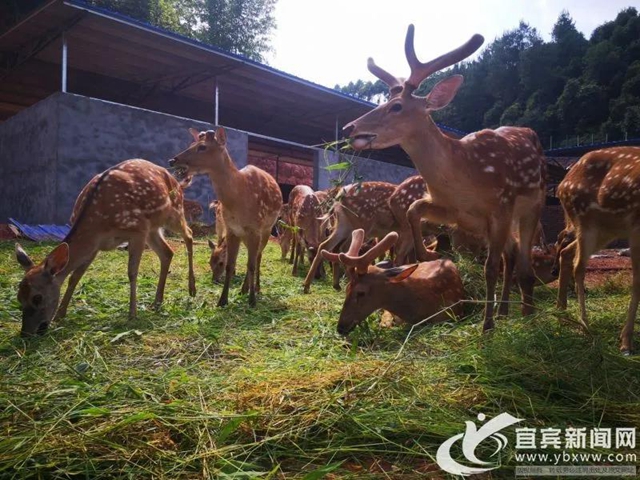 规模川南最大！宜宾这个梅花鹿基地的老板是个90后(图2)