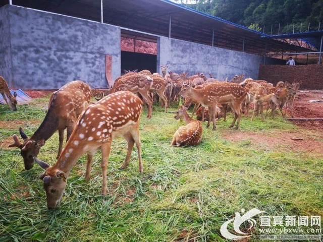 规模川南最大！宜宾这个梅花鹿基地的老板是个90后(图3)