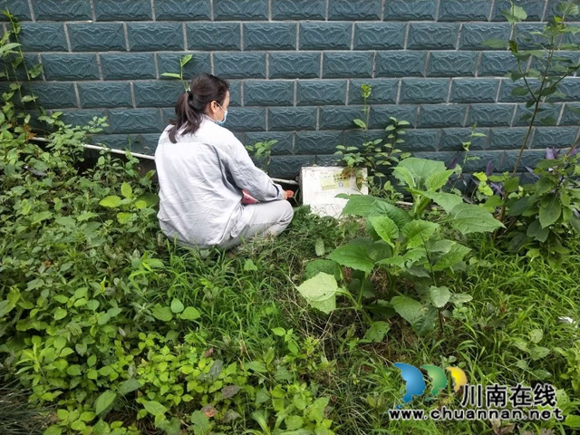 江阳区茜草街道沙坪社区开展地毯式“除四害”活动