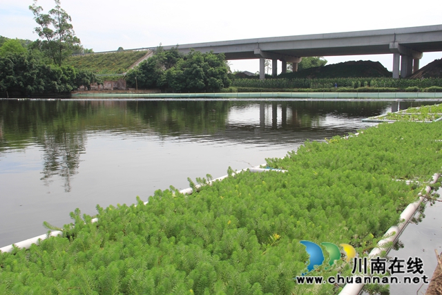 泸县云龙镇：推动水产养殖生态治理，实现绿色健康养殖