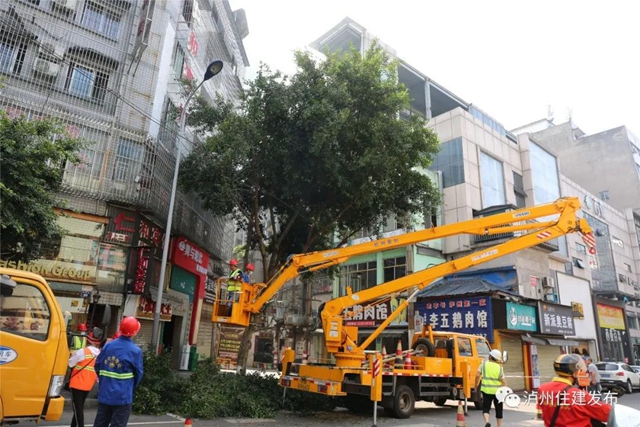 泸州主城区两万余株行道树接受“体检” 150余株未“过关”