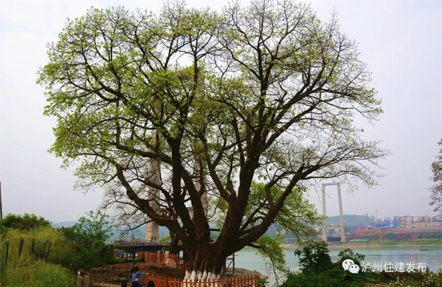欢迎投稿｜泸州古树名木摄影征稿活动开始啦！