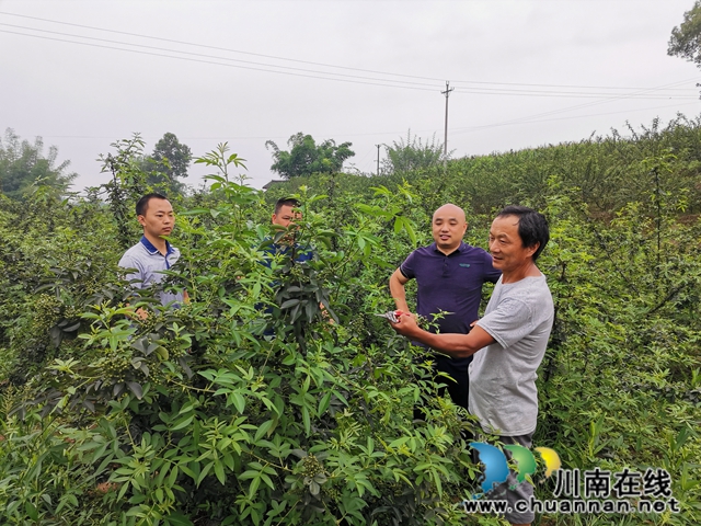 泸县方洞镇：青花椒引领邹寺村村民脱贫奔康(图2)