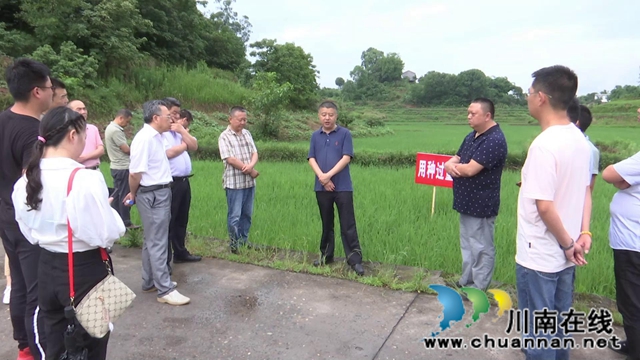 合江：农技专家现场处方保直播水稻健康