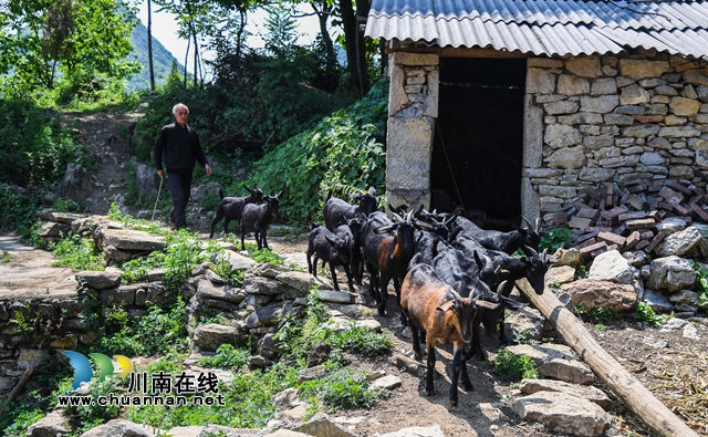 脱贫路上一个都不能少！叙永苗族老人重操旧业赶着羊群奔小康(图2)