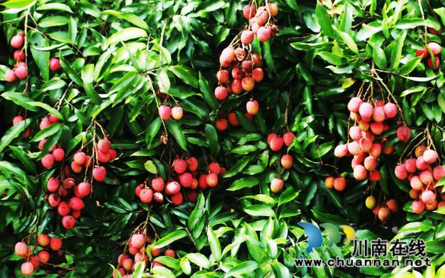 宜宾市叙州区“三社融合”联结“企业+产业+基地”农业社会化服务(图2)