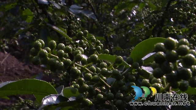 合江县白沙镇：万亩椒园飘香，花椒采摘正忙(图2)