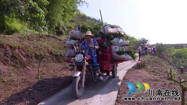 合江县白沙镇：万亩椒园飘香，花椒采摘正忙