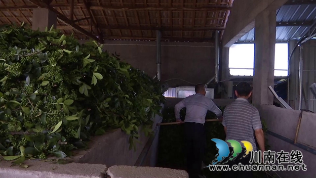 合江县白沙镇：万亩椒园飘香，花椒采摘正忙(图5)