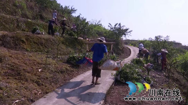 合江县白沙镇：万亩椒园飘香，花椒采摘正忙(图3)