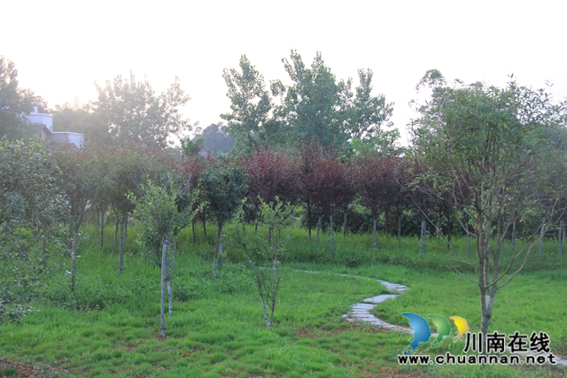 翘首期盼，泸县云龙健康公园建设进入倒计时(图3)