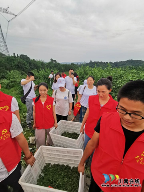纳溪区法院：党支部结对共建　同享“麻”味丰收节(图5)