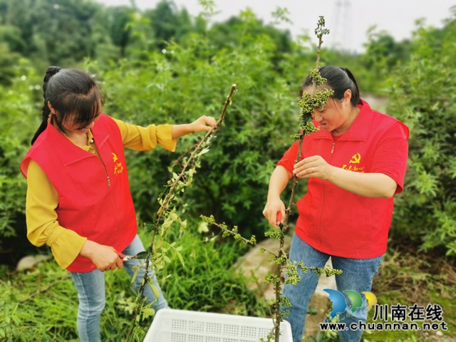 纳溪区法院：党支部结对共建　同享“麻”味丰收节(图6)