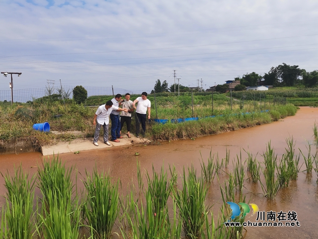 泸县兆雅镇：驻村工作队精准施策 型家村脱贫产业开花结果(图3)