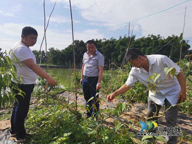 泸县兆雅镇：驻村工作队精准施策 型家村脱贫产业开花结果(图5)