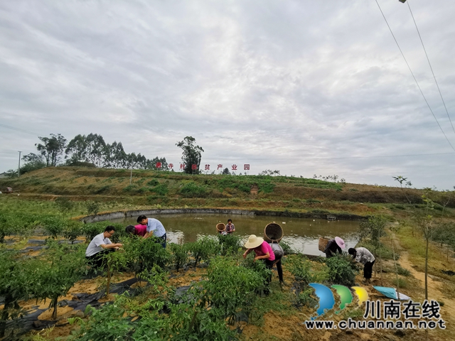 泸县潮河镇：驻村工作队牵线，农超对接脱贫产业有销路