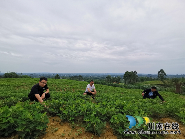 泸县潮河镇：驻村工作队牵线，农超对接脱贫产业有销路(图3)