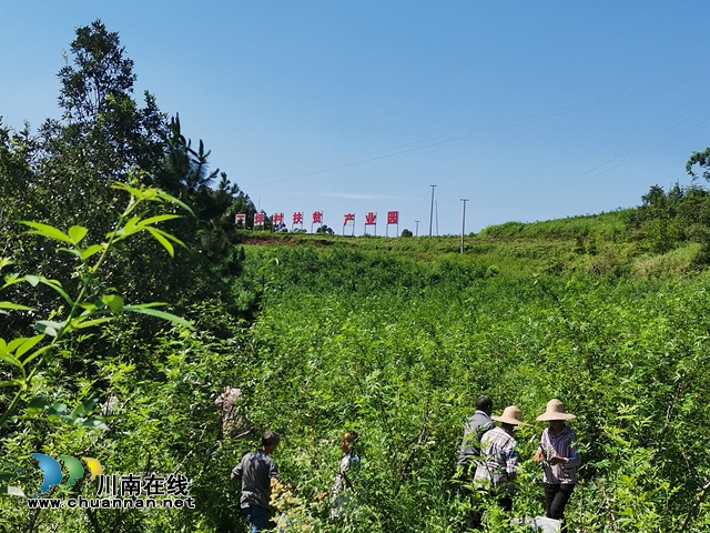 种养循环 泸县潮河镇王坪村扶贫产业园成为脱贫增收聚宝盆(图3)