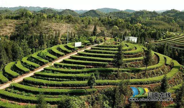 四川茶业十强县名单公布，纳溪区榜上有名！