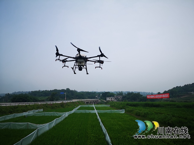 泸县杂交水稻制种实现无人机施药、赶花
