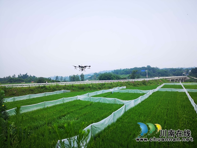 泸县杂交水稻制种实现无人机施药、赶花(图3)