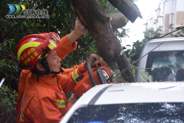 大风刮倒大树压车堵路　泸州消防火速排险(图3)