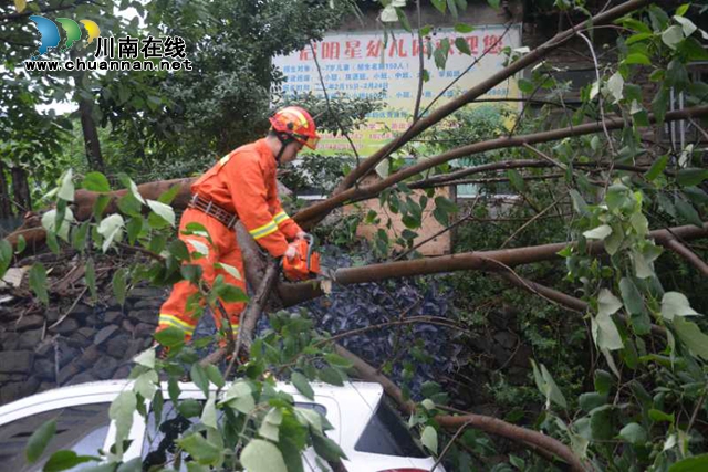 大风刮倒大树压车堵路　泸州消防火速排险(图4)