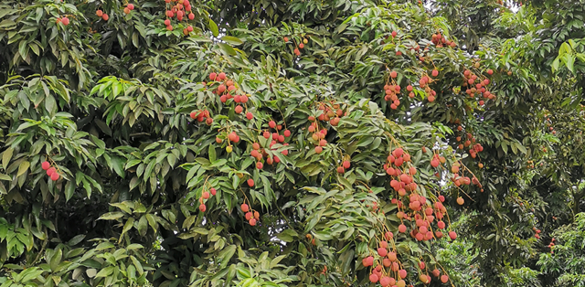 合江荔枝采摘节将于7月17日正式启幕