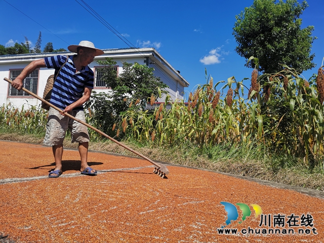 公司+基地+农户 泸县潮河镇定单种植高粱增收(图2)