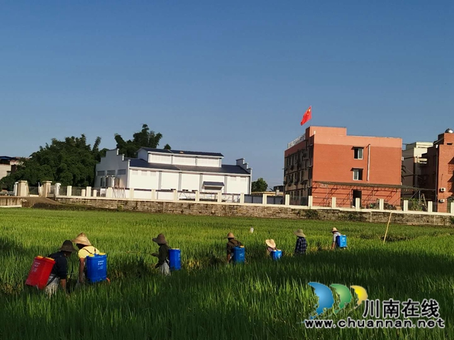 泸县玉蟾街道水竹林村：洪水退去，用科技生产自救忙(图1)